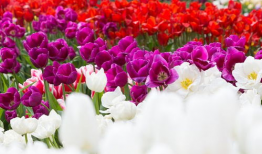 双性人动漫,探索动漫世界中的性别界限与多元魅力